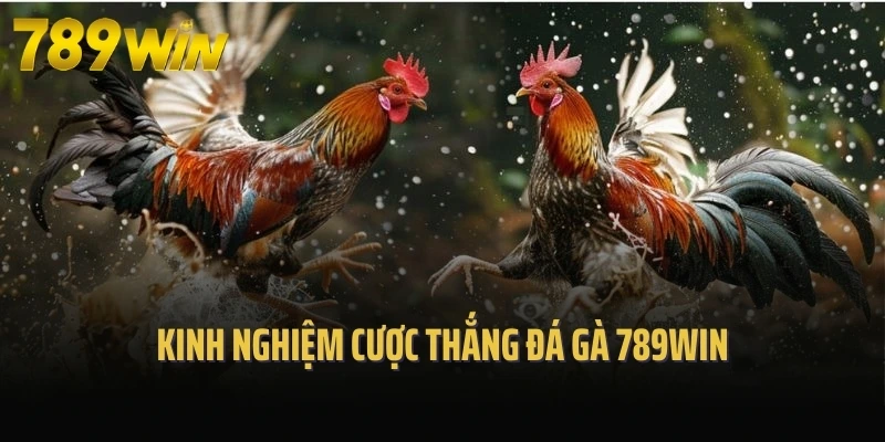Kinh nghiệm cược thắng đá gà 789Win